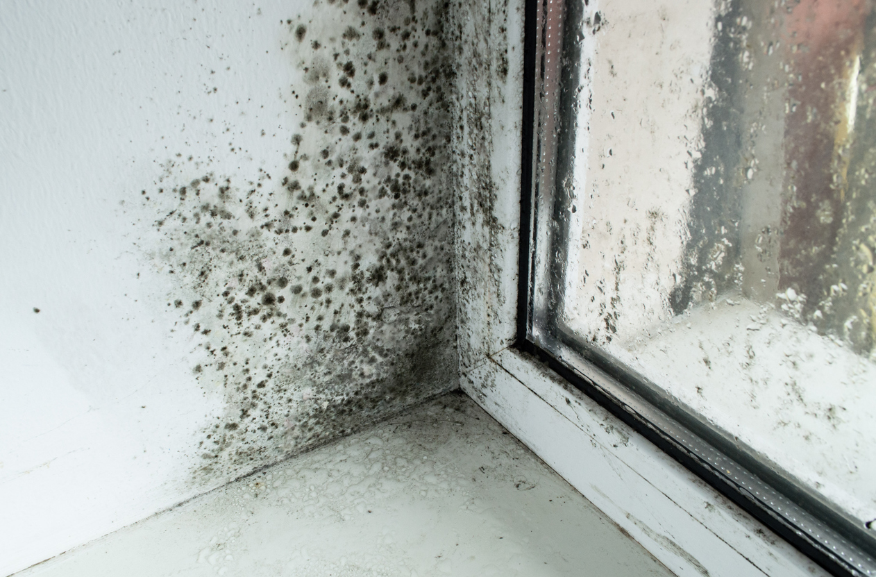 Is Mold Damage Covered by Homeowners Insurance in NJ?